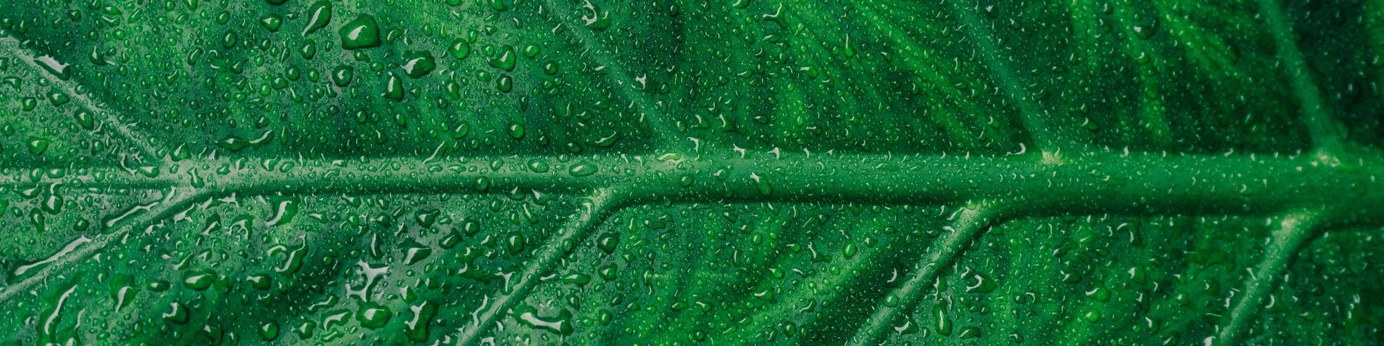 plants background